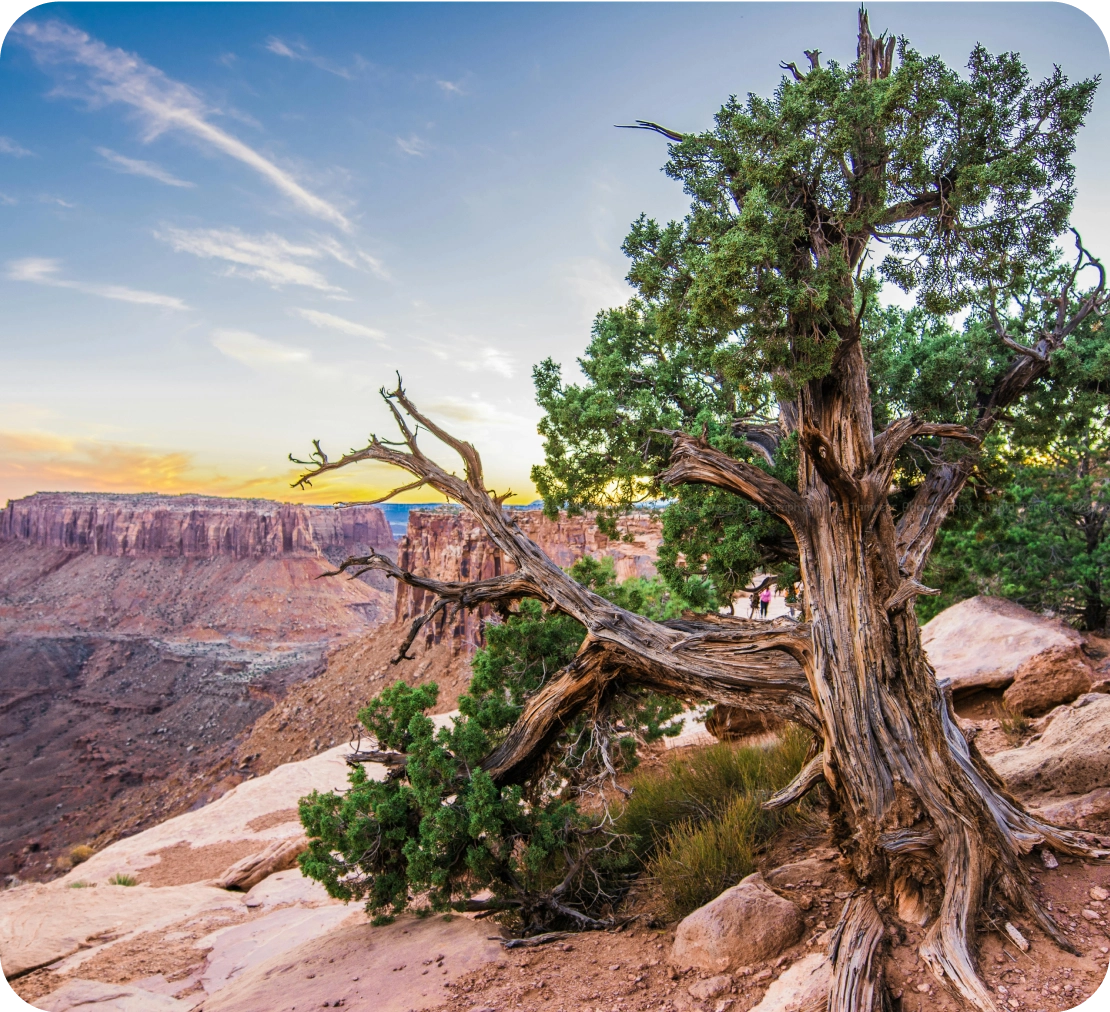 A gnarled tree stands on the edge of a rocky cliff, overlooking a vast canyon with distant plateaus under a colorful sunset sky. Sparse vegetation covers the arid landscape, highlighting the rugged beauty of the scene.